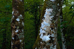 Lepra (Pertusaria) amara Bitter Powdery-shielded Lichen