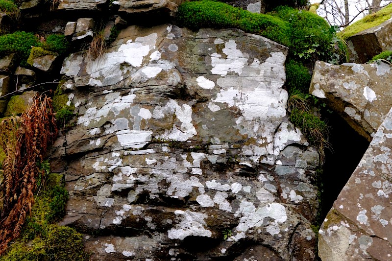 Varicellaria (Pertusaria) lactea - © Charles Hipkin