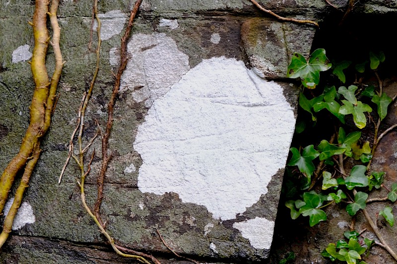 Varicellaria (Pertusaria) lactea - © Charles Hipkin