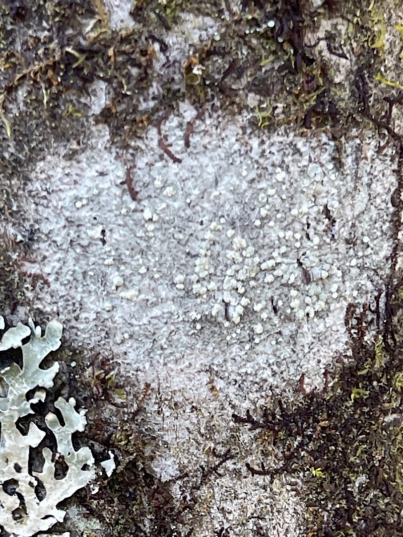 Lepra (Pertusaria) multipunctata - © Charles Hipkin