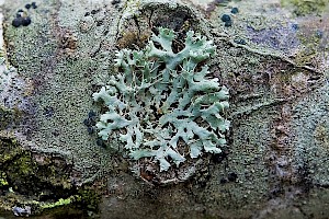 Physcia adscendens Hooded Rosette Lichen