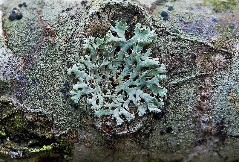 Physcia adscendens - © Charles Hipkin