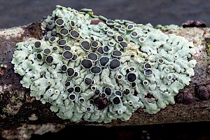 Physcia aipolia Hoary Rosette Lichen