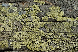 Rhizocarpon geographicum Yellow Map Lichen