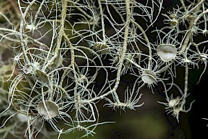 Usnea florida Witches' Whiskers Lichen