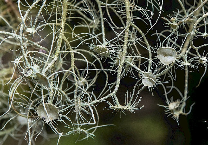 Usnea florida - © Charles Hipkin