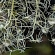 Usnea florida