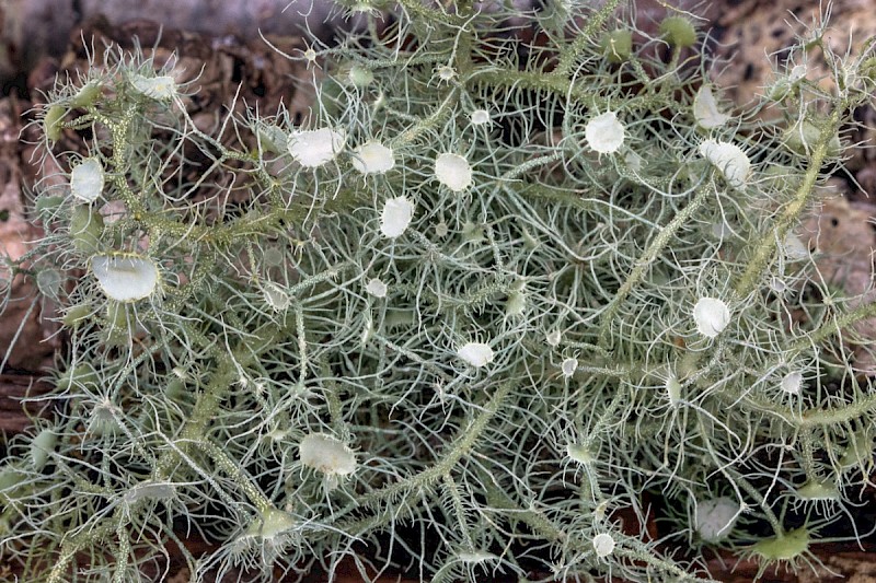 Usnea florida - © Charles Hipkin