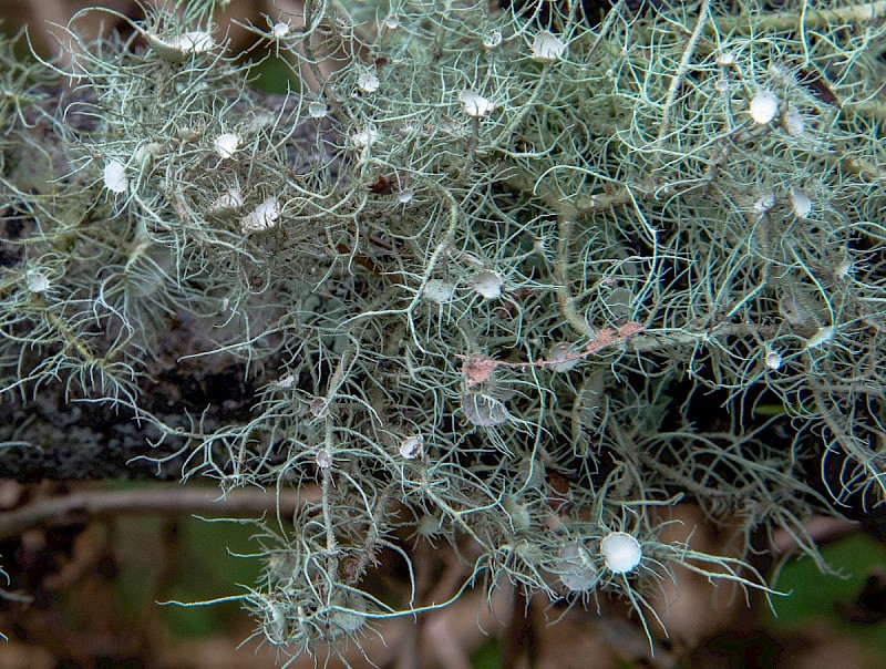 Usnea florida - © Charles Hipkin