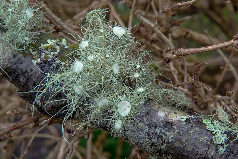 Usnea florida - © Charles Hipkin