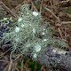 Usnea florida