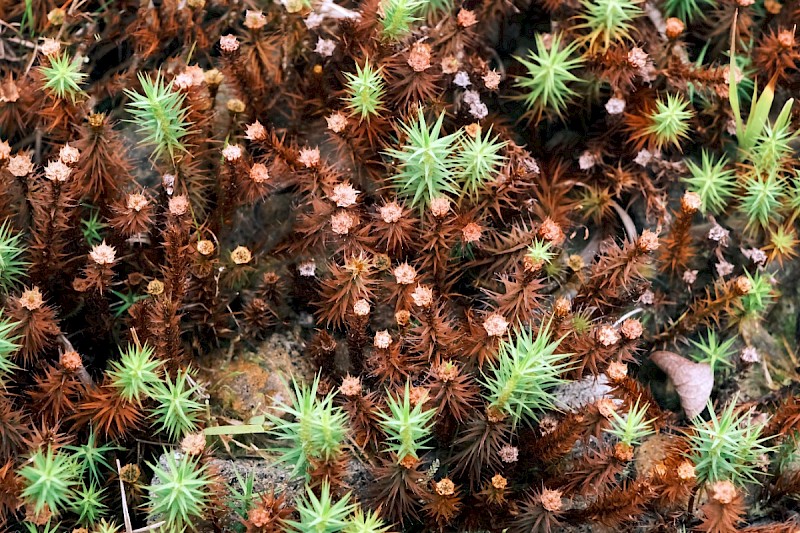 Polytrichum formosum - © Charles Hipkin