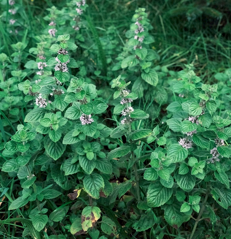 Mentha x verticillata - © Charles Hipkin