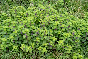 Mentha arvensis Corn Mint