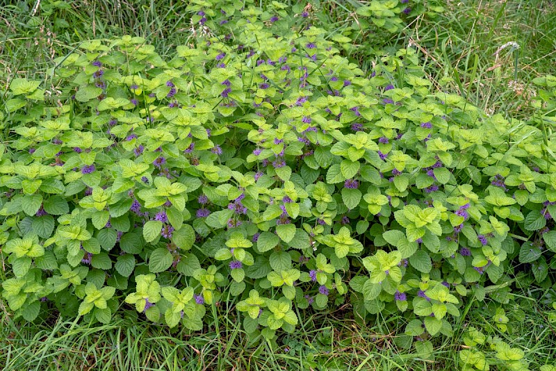 Mentha arvensis - © Charles Hipkin