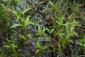 Persicaria hydropiper Water-pepper