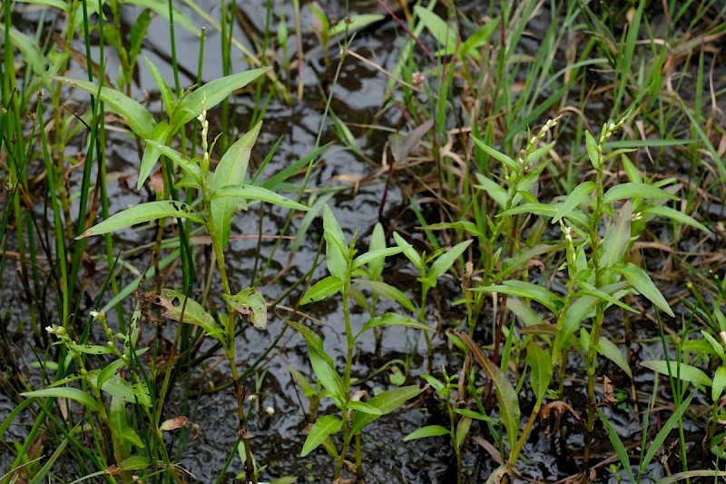 Persicaria hydropiper - © Charles Hipkin