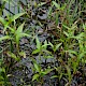 Persicaria hydropiper