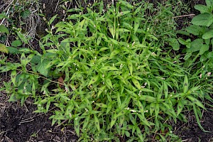 Persicaria maculosa Redshank