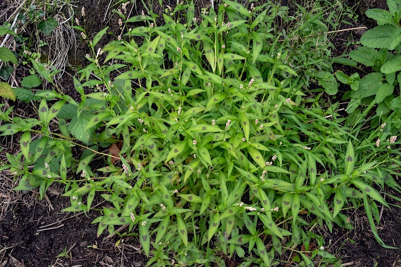 Persicaria maculosa - © Charles Hipkin