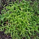 Persicaria maculosa