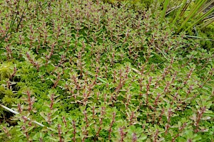 Lythraceae