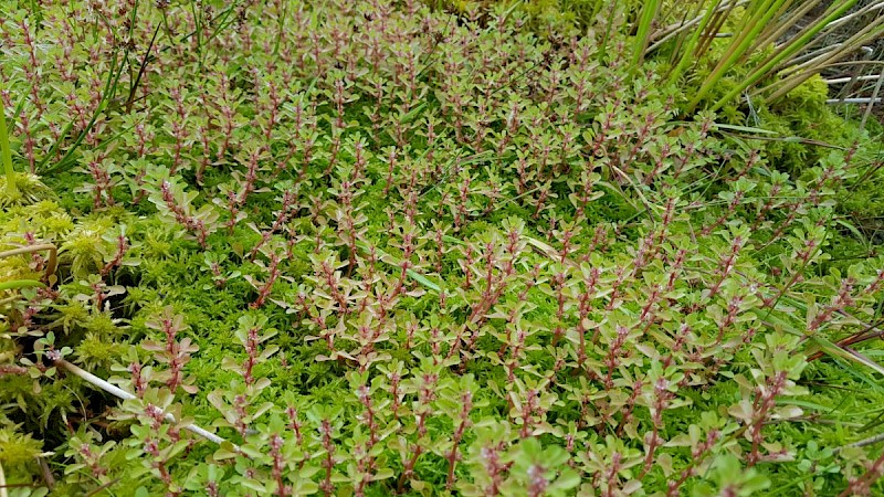 Lythrum portula - © Barry Stewart