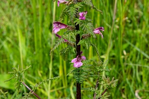 Pedicularis palustris Marsh Lousewort