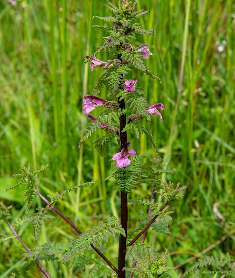 Pedicularis palustris - © Charles Hipkin