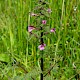 Pedicularis palustris