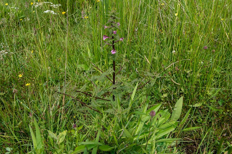 Pedicularis palustris - © Charles Hipkin