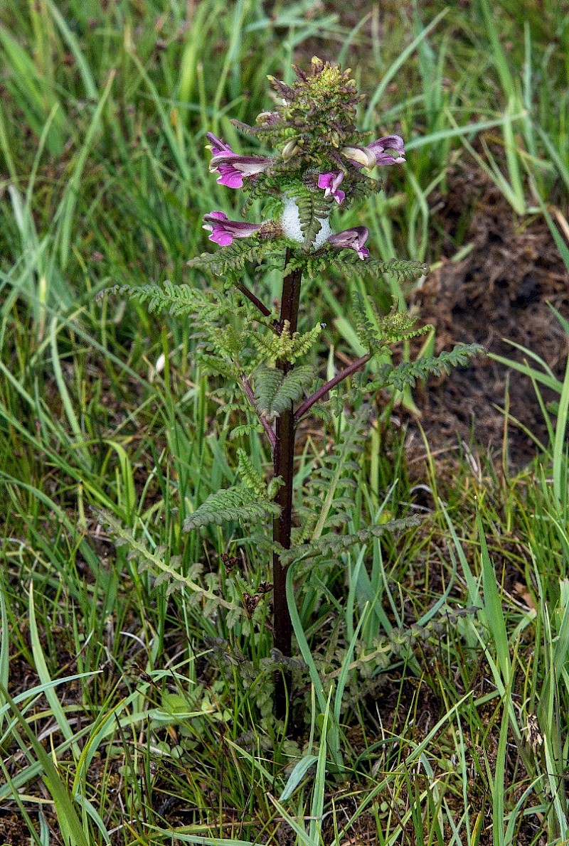 Pedicularis palustris - © Charles Hipkin