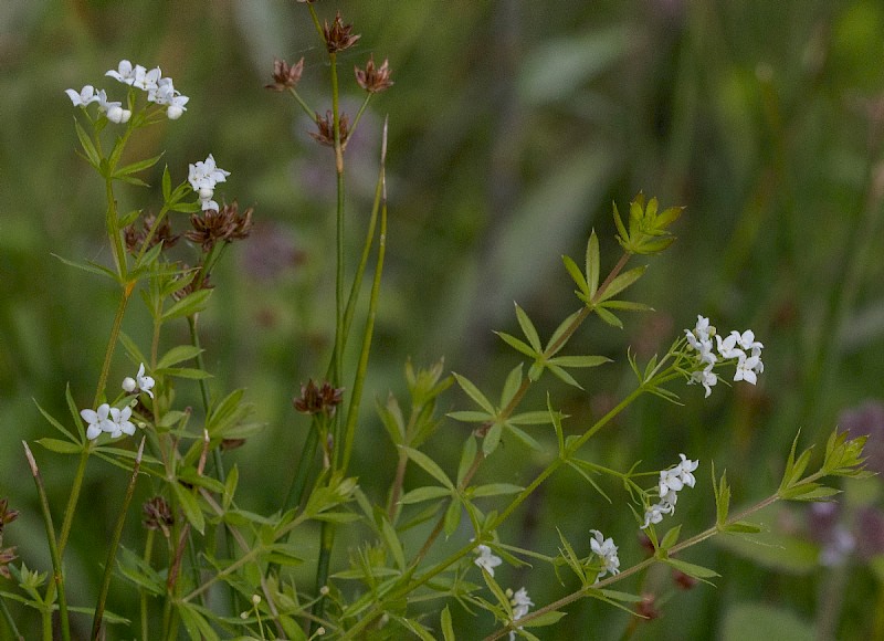 Galium uliginosum - © Charles Hipkin