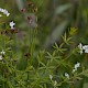 Galium uliginosum