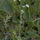 Galium uliginosum