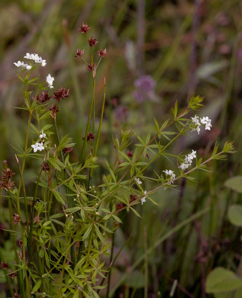 Galium uliginosum - © Charles Hipkin