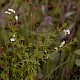 Galium uliginosum