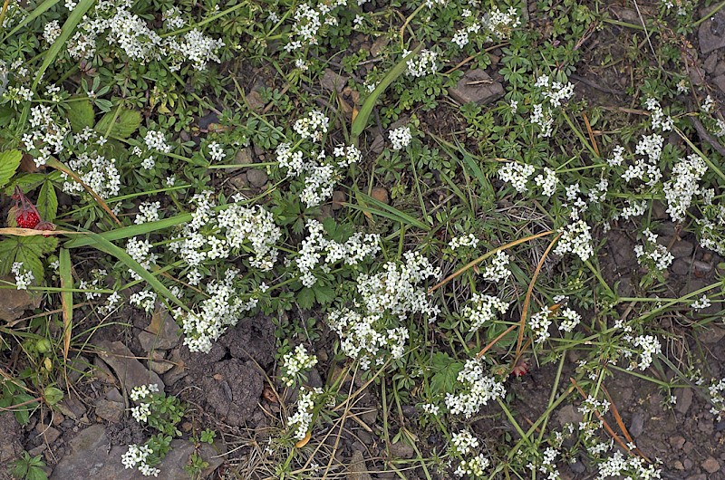 Galium saxatile - © Charles Hipkin