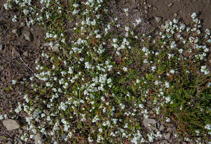 Galium saxatile - © Charles Hipkin