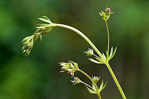 Galium parisiense Wall Bedstraw