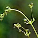 Galium parisiense