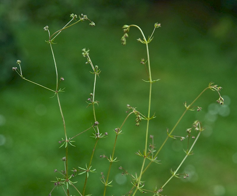 Galium parisiense - © Charles Hipkin