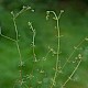 Galium parisiense