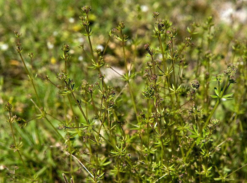 Galium parisiense - © Charles Hipkin