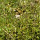 Galium parisiense