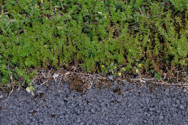 Galium parisiense - © Charles Hipkin