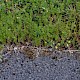 Galium parisiense