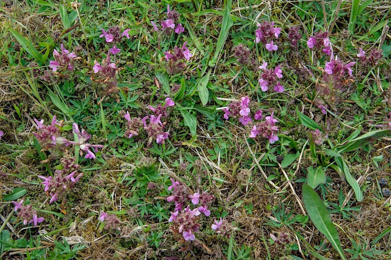 Pedicularis sylvatica - © Charles Hipkin