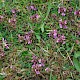 Pedicularis sylvatica