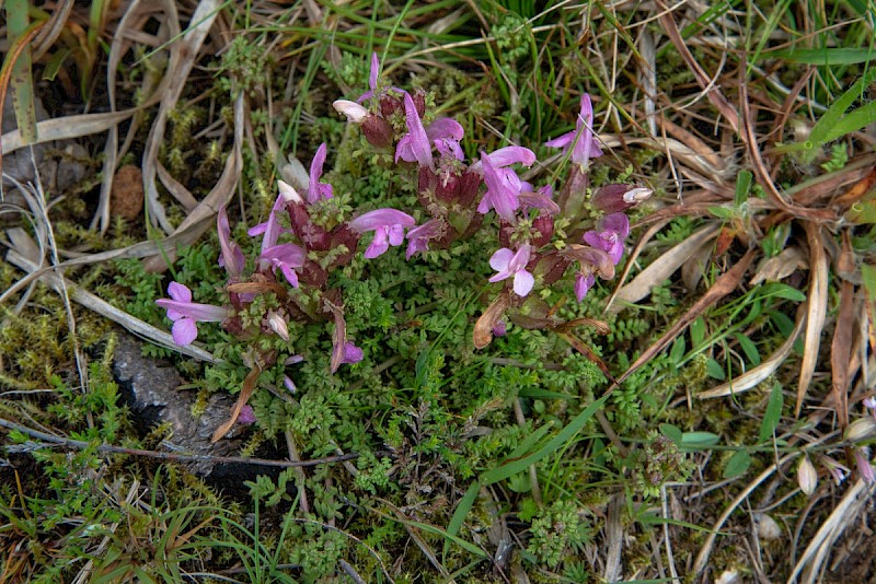 Pedicularis sylvatica - © Charles Hipkin